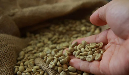 Mano sosteniendo granos de café verde arábigo sobre un saco de yute